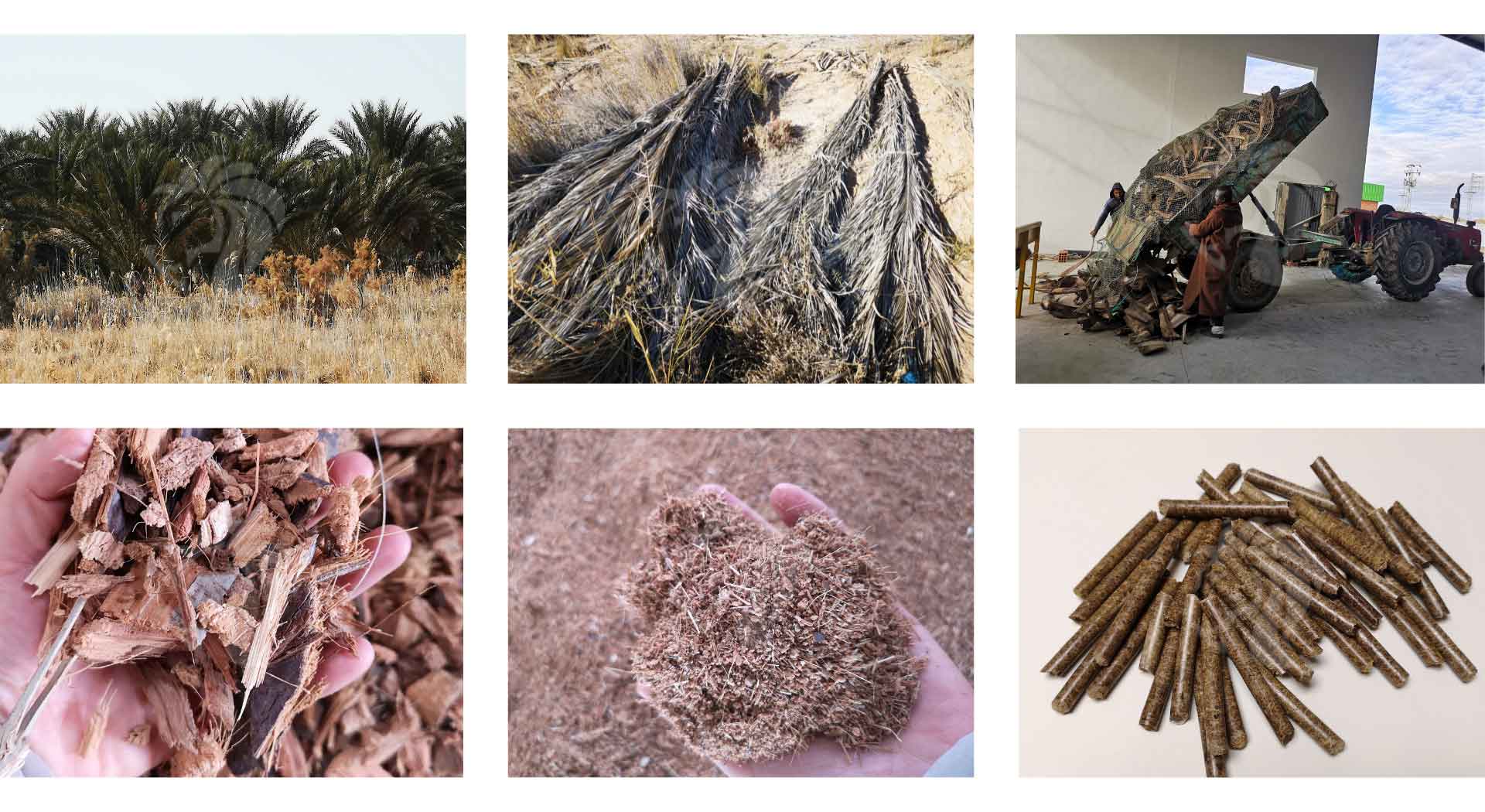 how-to-make-pellets-from-palm-tree