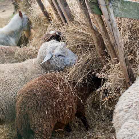 feed-pellet-machine